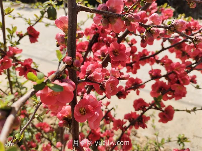 分享60種常見花卉植物(圖1)