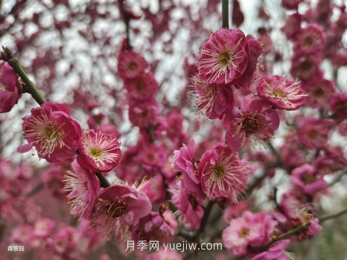 分享60種常見花卉植物(圖2)