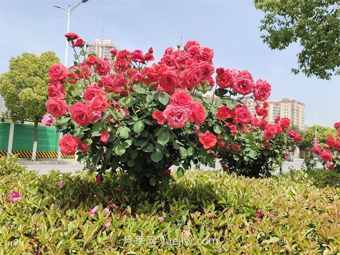 北方常見園林植物合集(圖1)
