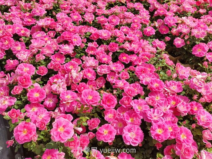 北方園林綠化帶常見的月季花(圖2)