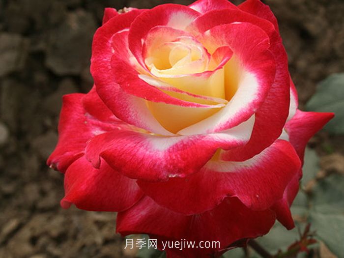 盤點(diǎn)11個(gè)強(qiáng)香的月季品種，個(gè)個(gè)打滿分(圖1)