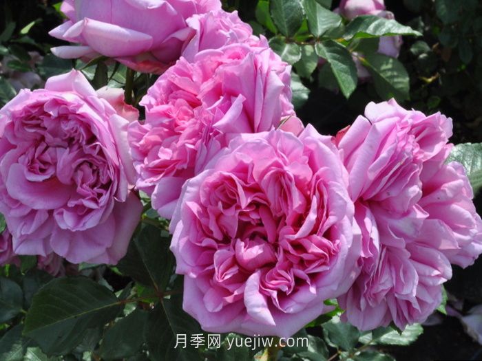盤點(diǎn)11個(gè)強(qiáng)香的月季品種，個(gè)個(gè)打滿分(圖5)