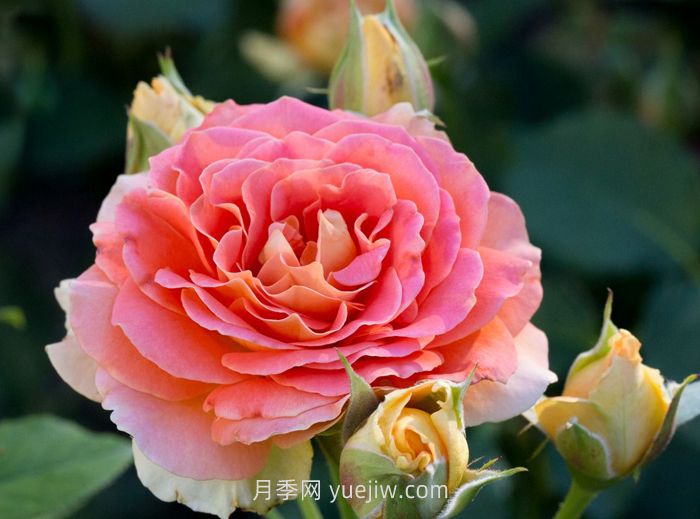 永遠的艾帕索月季和銅管樂隊月季哪個更好？(圖2)