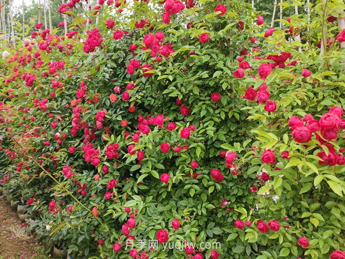 紅木香月季盆栽還是地栽好？(圖1)