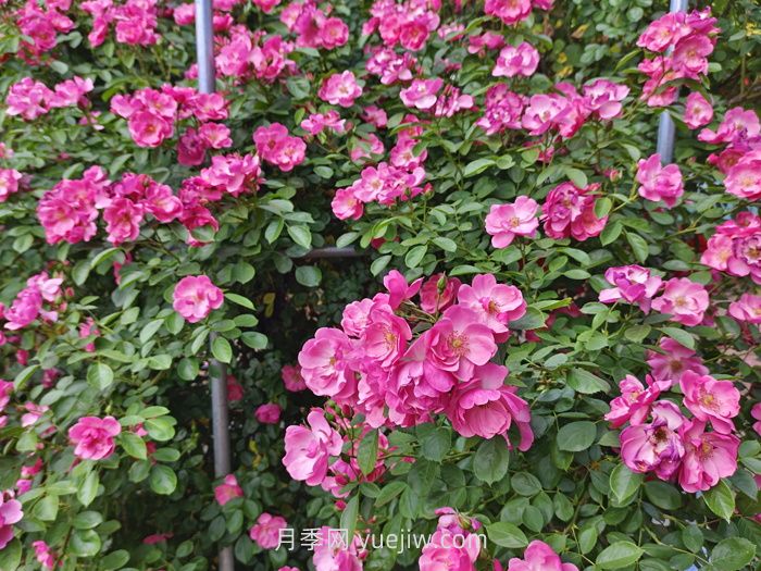月季花長(zhǎng)出新葉，卻會(huì)打卷，是什么問(wèn)題？(圖1)