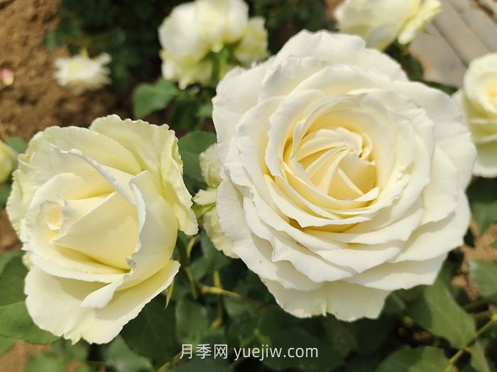 什么是切花月季？切花有哪些品種?(圖3)