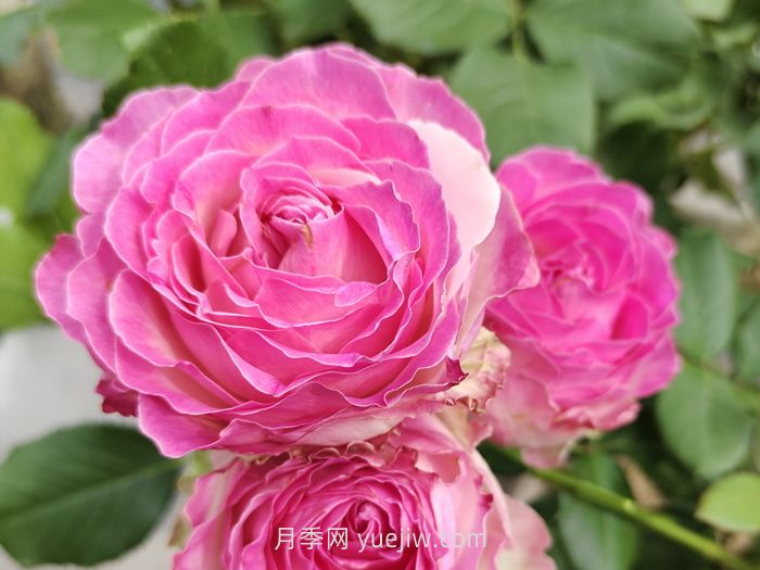 什么是切花月季？切花有哪些品種?(圖2)