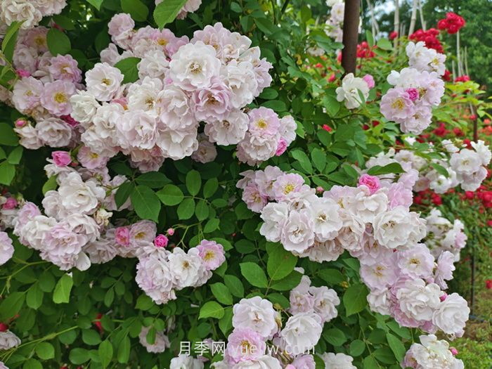 薔薇花什么時(shí)候開花，花期有多久？(圖1)