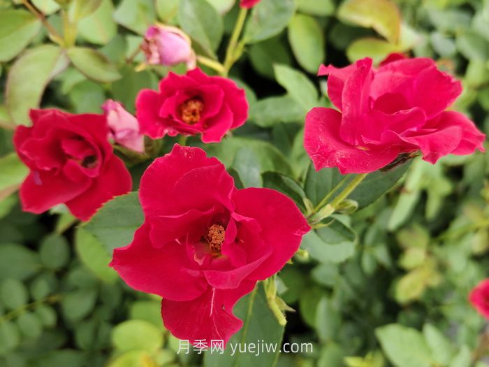 薔薇花是春天開花還是夏天開花？(圖1)
