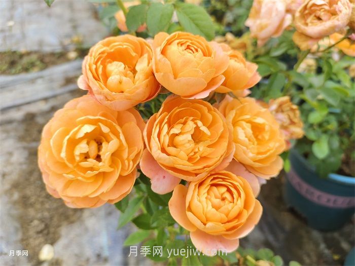推薦8個(gè)夏季超級(jí)耐高溫的月季品種(圖3)