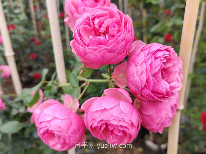 推薦8個(gè)夏季超級(jí)耐高溫的月季品種(圖4)
