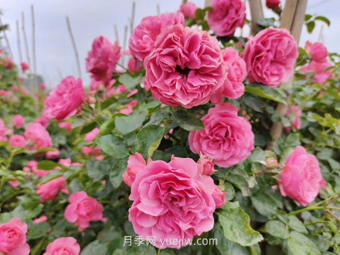 推薦適合陽臺種植的藤本月季品種(圖3)