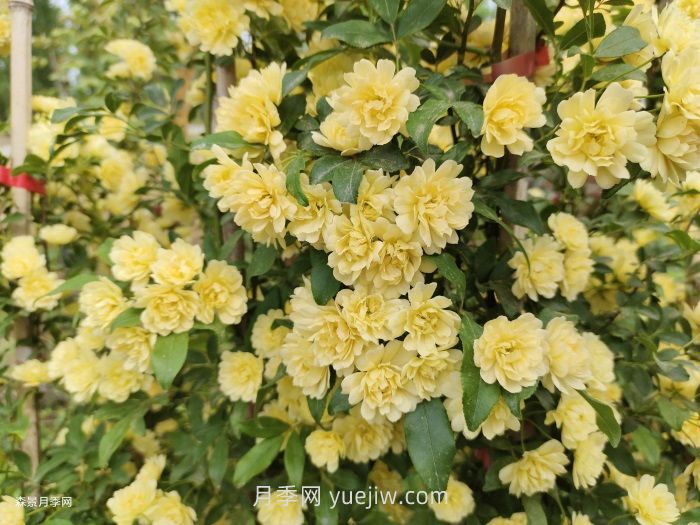黃木香多久可以開花？黃木香怎樣才能多開花呢？(圖2)