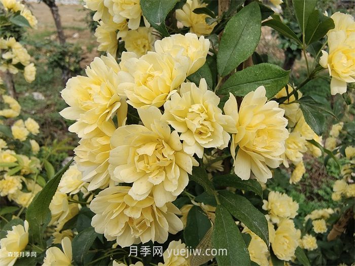 黃木香多久可以開花？黃木香怎樣才能多開花呢？(圖1)