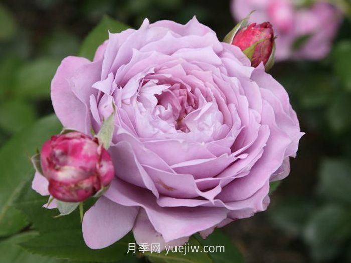 紫色月季花有哪些品種？(圖4)