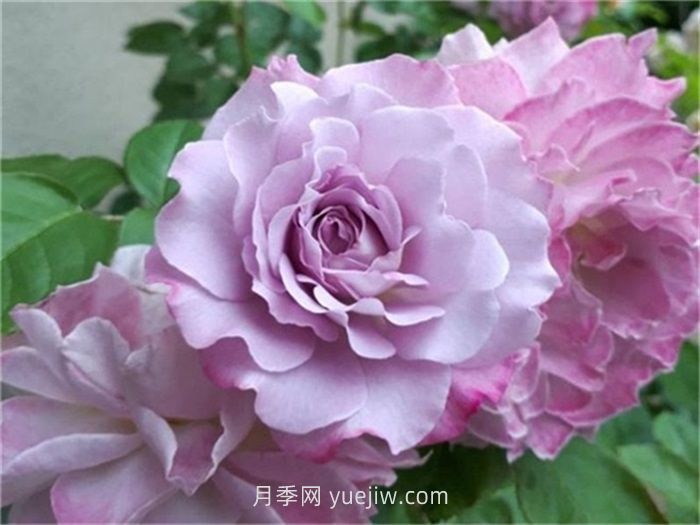 紫色月季花有哪些品種？(圖6)