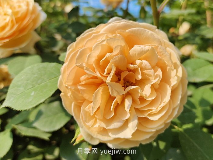 橙色月季哪個品種花大？(圖1)