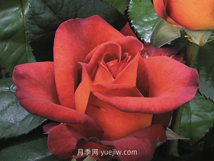 橙色月季哪個品種花大？(圖3)