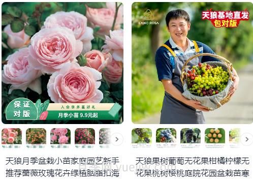  淘寶買月季，請推薦一些可靠的店鋪(圖1)