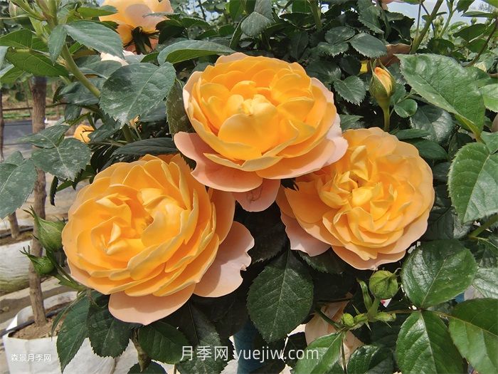 適合安徽種植的四季月季品種有哪些？(圖1)