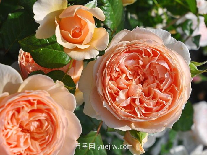 適合安徽種植的四季月季品種有哪些？(圖2)