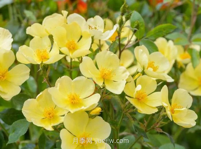 姍姍而來月季介紹和優(yōu)缺點(diǎn)(圖1)