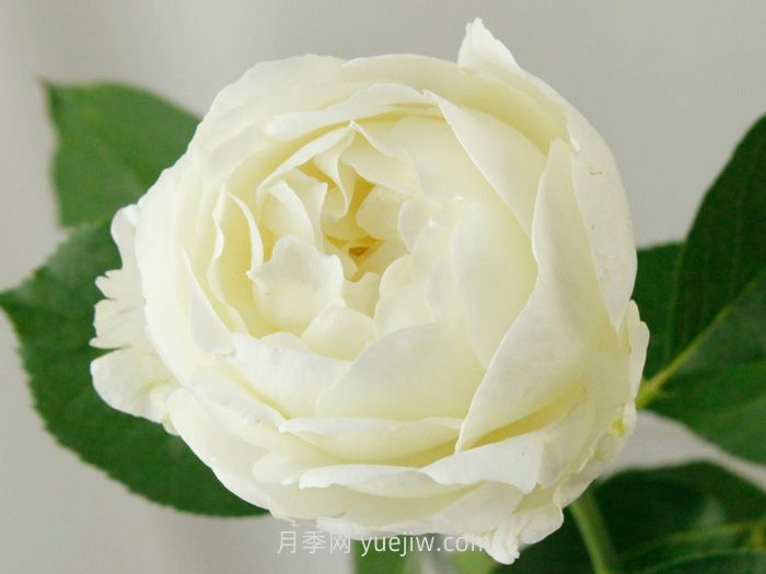伊芙布雷琴月季介紹和優(yōu)缺點(圖1)