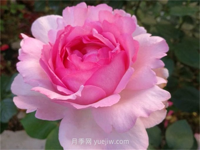 伊芙貴族香水月季介紹和優(yōu)缺點(diǎn)(圖1)