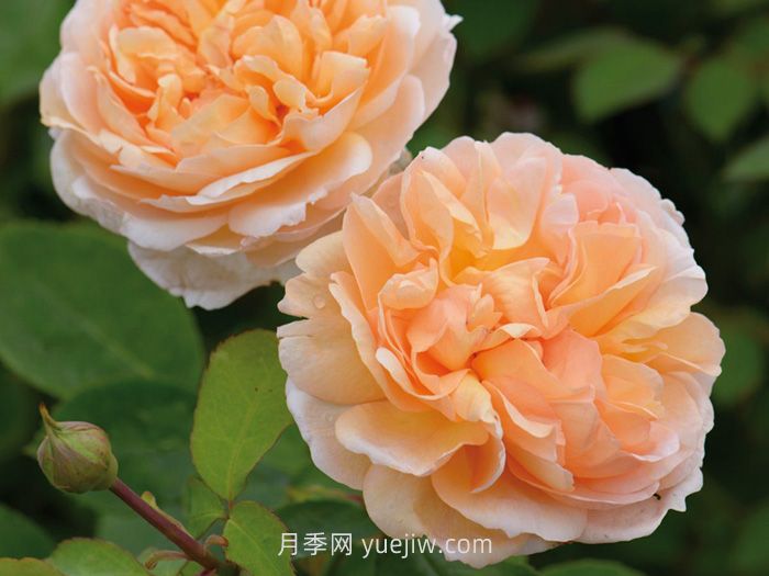 園丁夫人月季介紹和優(yōu)缺點(圖1)