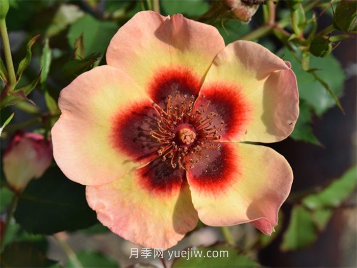別致巴比倫眼睛月季介紹和優(yōu)缺點(diǎn)(圖1)