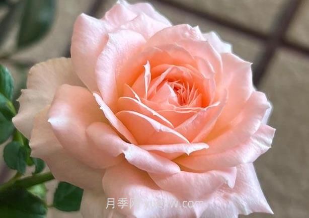 楊玉環(huán)月季介紹和優(yōu)缺點(diǎn)(圖1)