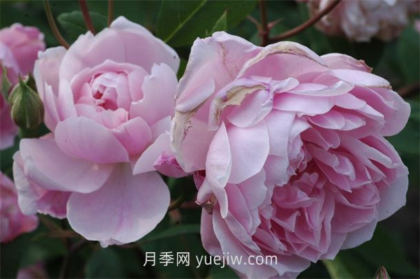 莫莉麥格雷迪月季介紹和優(yōu)缺點(diǎn)(圖1)