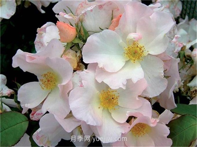莎莉福爾摩斯月季介紹和優(yōu)缺點(diǎn)(圖1)