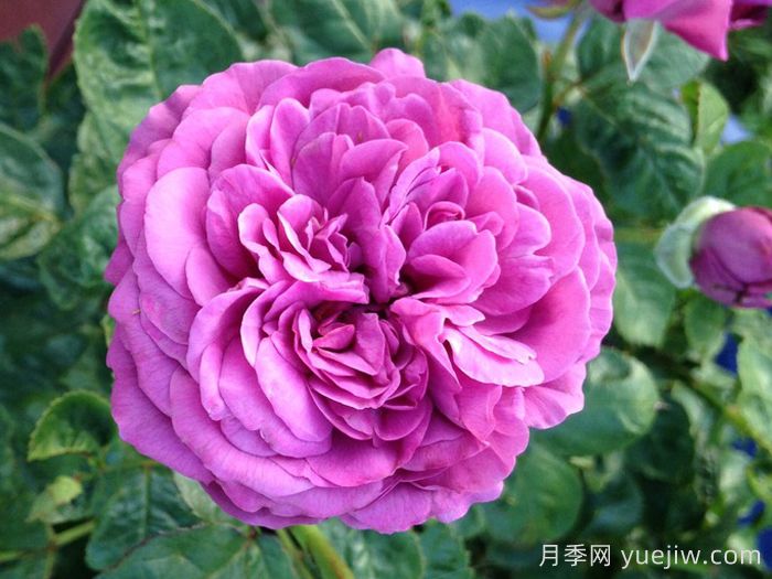 梅子色完美月季介紹和優(yōu)缺點(diǎn)(圖1)