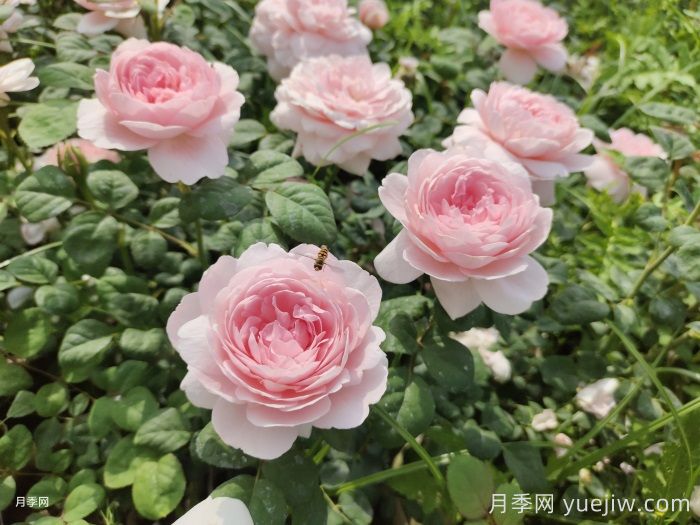    推薦30種漂亮的灌木月季花，花大味香好養(yǎng)(圖2)