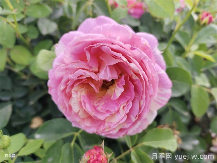    推薦30種漂亮的灌木月季花，花大味香好養(yǎng)(圖4)