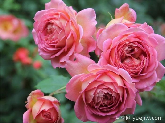    推薦30種漂亮的灌木月季花，花大味香好養(yǎng)(圖8)