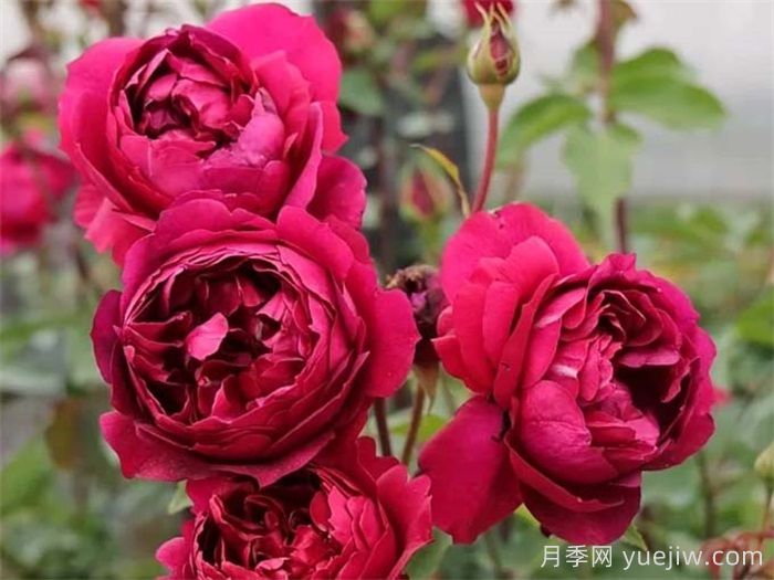    推薦30種漂亮的灌木月季花，花大味香好養(yǎng)(圖9)