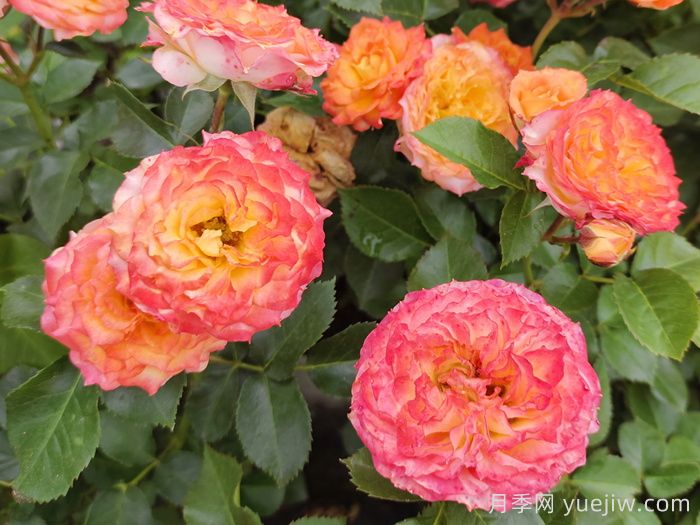    推薦30種漂亮的灌木月季花，花大味香好養(yǎng)(圖10)