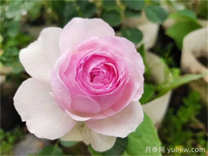    推薦30種漂亮的灌木月季花，花大味香好養(yǎng)(圖11)