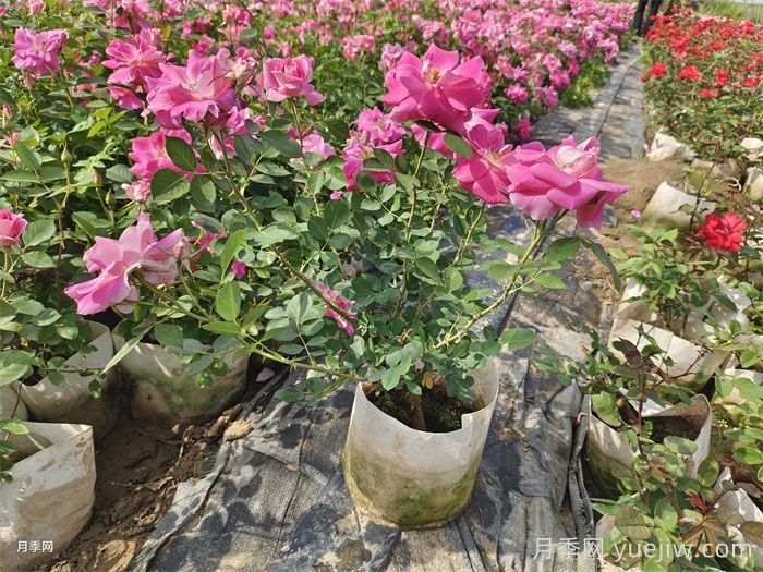 如何在夏季提升月季苗栽植成活率？(圖1)