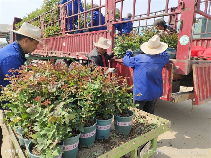 如何在夏季提升月季苗栽植成活率？(圖3)