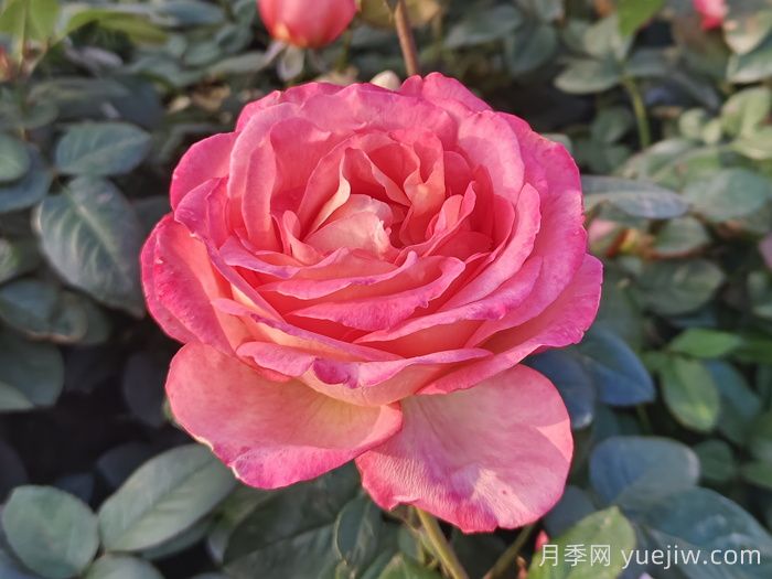 南陽月季教你區(qū)別月季花和玫瑰花(圖1)