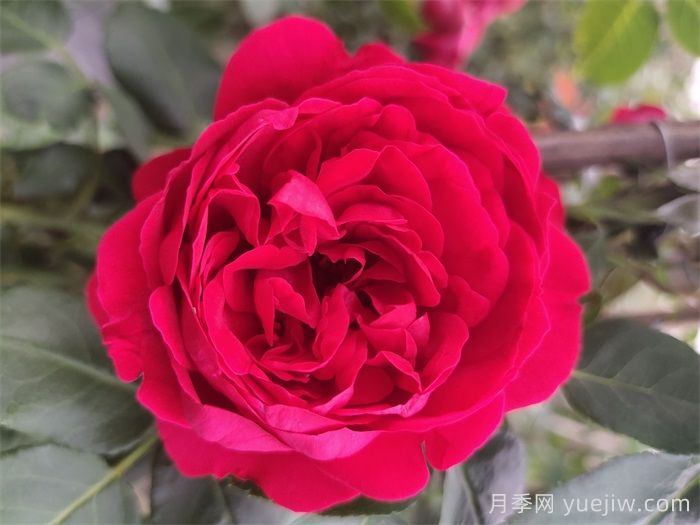 熱門50種月季花品種展示，每一種都獨特美麗(圖2)