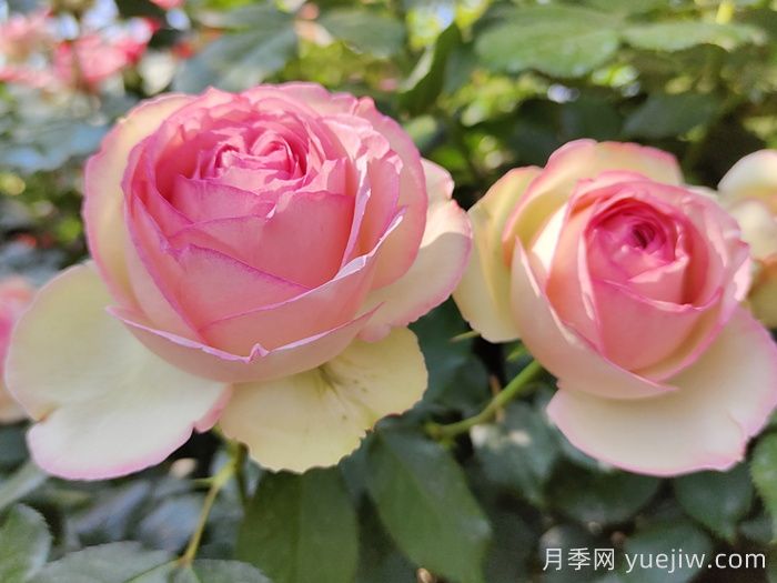 熱門50種月季花品種展示，每一種都獨特美麗(圖3)