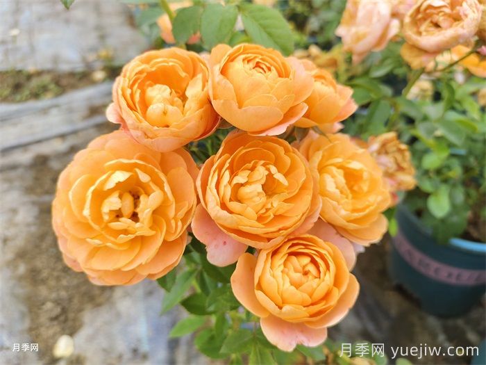 熱門50種月季花品種展示，每一種都獨特美麗(圖6)