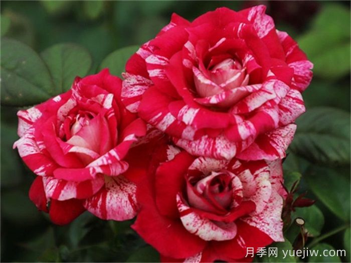 熱門50種月季花品種展示，每一種都獨特美麗(圖7)