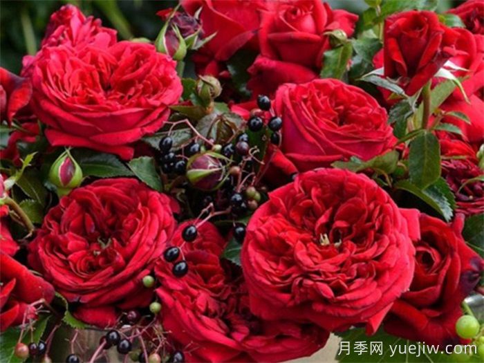 熱門50種月季花品種展示，每一種都獨特美麗(圖8)