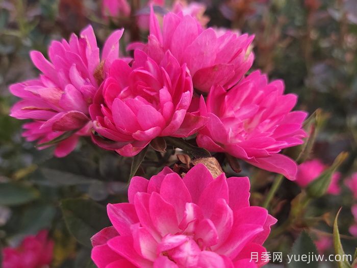 熱門50種月季花品種展示，每一種都獨特美麗(圖9)