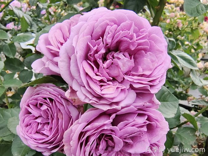 熱門50種月季花品種展示，每一種都獨特美麗(圖12)